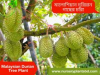 Durian Fruit Tree