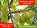Durian Fruit (মালয়েশিয়ান দুরিয়ান)