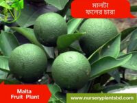 মালটা গাছের ছবি