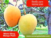 আম, ম্যাংগো, Aam, Mango