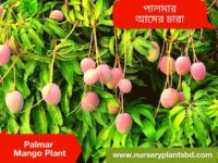 American Palmar Mango, পালমার আম