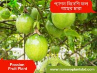 প্যাশন ফল