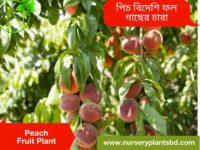 পিচ ফল গাছ