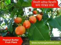 পিনাট বাটার গাছের ছবি