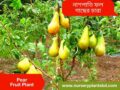 নাশপাতি ফল গাছের চারা