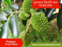 পুলাসান ফল, pulasan