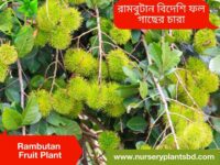 rambutan