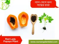 red lady papaya