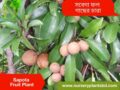 সফেদা গাছ