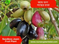 জাম ফলের ছবি