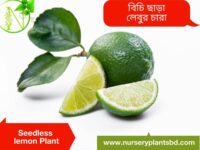 সিডলেস লেবু