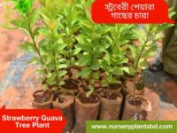 পেয়ারা গাছ