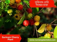 চেরি ফলের গাছ, চেরি ফল কোথায় পাওয়া যায়