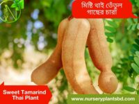 তেঁতুল