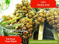 তাল