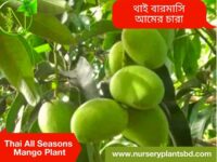 Baromasi Mango Tree