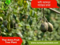 থাই আমড়া