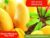 (Banana Mango) ব্যানানা আম গাছ