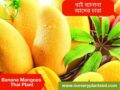 (Banana Mango) ব্যানানা আম গাছ
