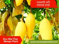 Dokmai Mango