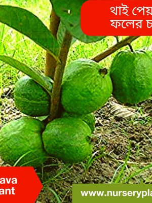 %Title 2023 থাই পেয়ারা গাছ