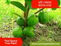 থাই পেয়ারা গাছ