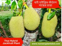 হাইব্রিড কাঁঠাল গাছ