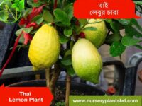 লেবু, থাই লেবু