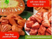 লাল কাঁঠাল, ভিয়েতনামী লাল কাঁঠাল