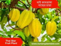 কামরাঙ্গা, kamranga