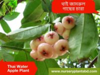 জামরুল গাছ, jamrul, jamrul fruit