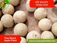 কদবেল গাছ, wood apple