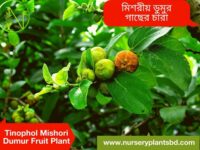 Tinophol-Mishori Dumur