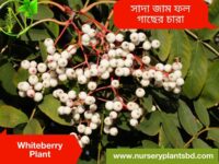 Whiteberry