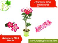 এডেনিয়াম ফুল