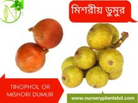 ডুমুর ফল, মিশরীয় ডুমুর
