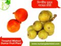 মিশরীয় ডুমুর-ত্বীন ফল
