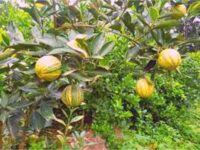 ভেরিগেটেড মালটা গাছ