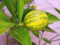 ভেরিগেটেড মালটা গাছ