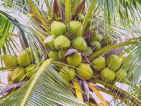 ভিয়েতনামি নারিকেল গাছের চারা