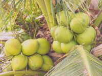 ভিয়েতনামি নারিকেল গাছ