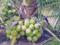 ভিয়েতনামি নারিকেল