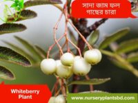 সাদা জাম গাছের চারা