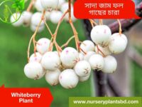 সাদা জাম