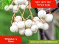 সাদা জাম গাছের চারা