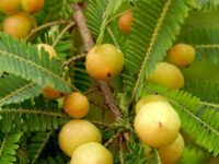 আমলকি গাছ