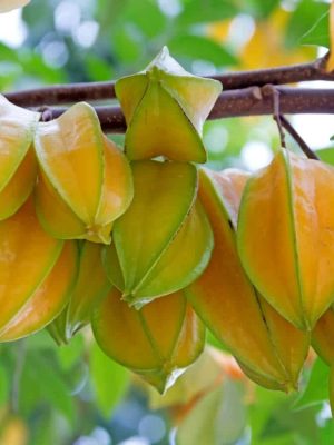 %Title 2023 Star Fruit