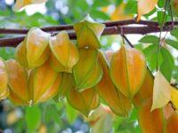 Star Fruit
