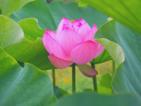 ফুল, ফুলের নামের তালিকা ও ছবি (Sokol Fuler Naam O Chhobi)