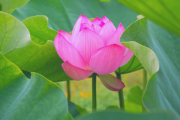 ফুল, ফুলের নামের তালিকা ও ছবি (Sokol Fuler Naam O Chhobi)